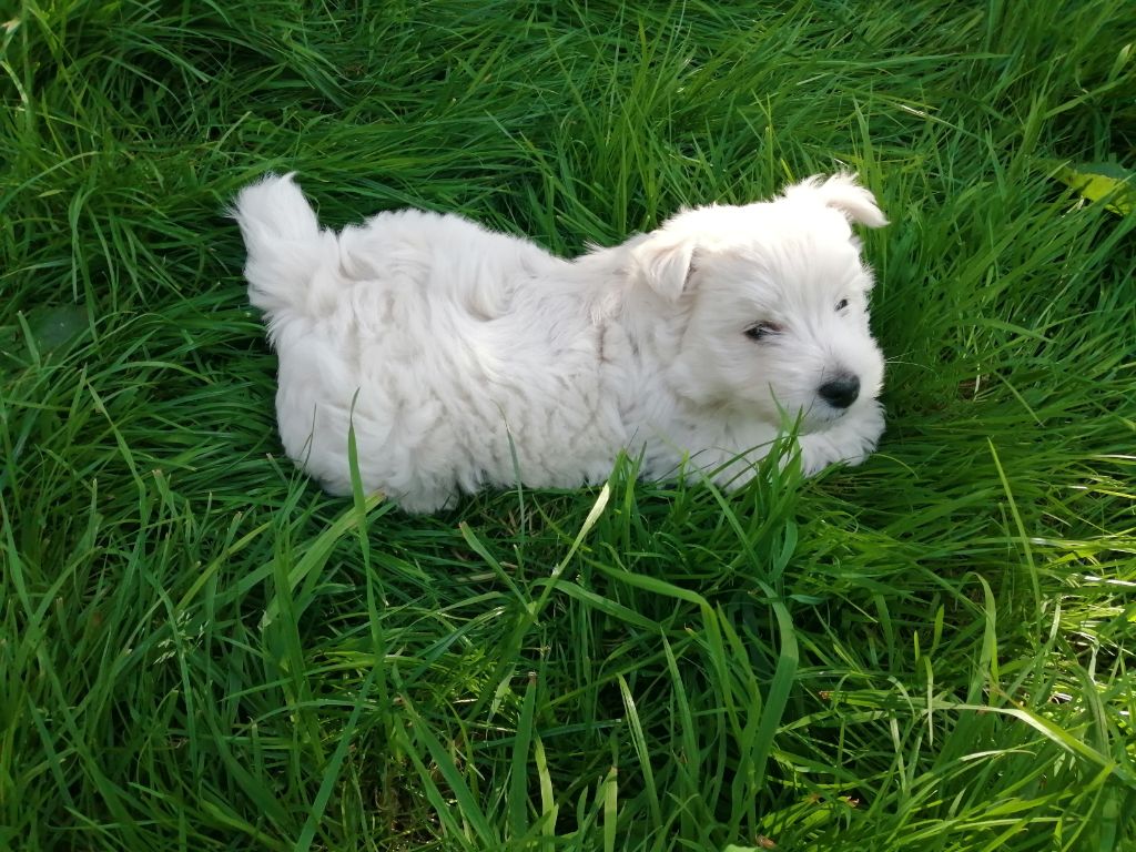 De La Vallée D'elleron - Chiot disponible  - West Highland White Terrier