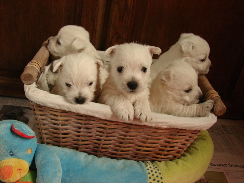 De La Vallée D'elleron - West Highland White Terrier - Portée née le 22/10/2011