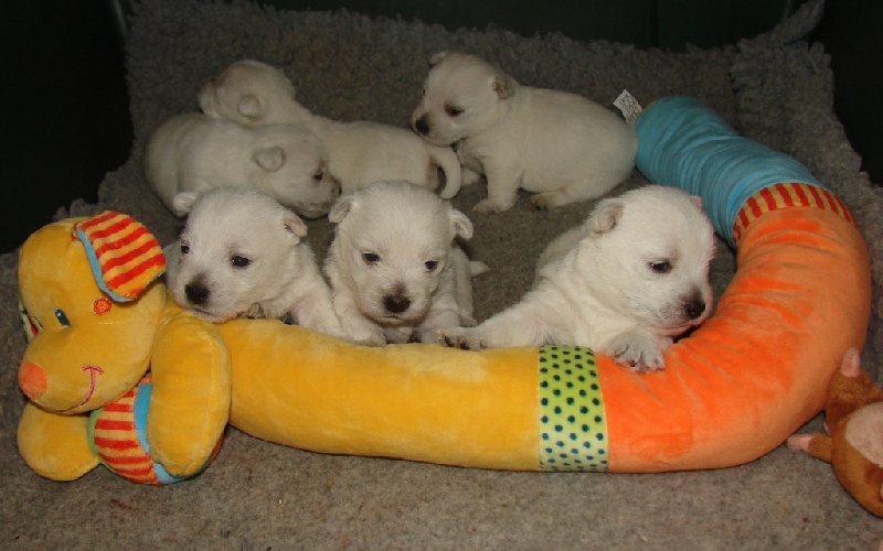 De La Vallée D'elleron - West Highland White Terrier - Portée née le 19/11/2012