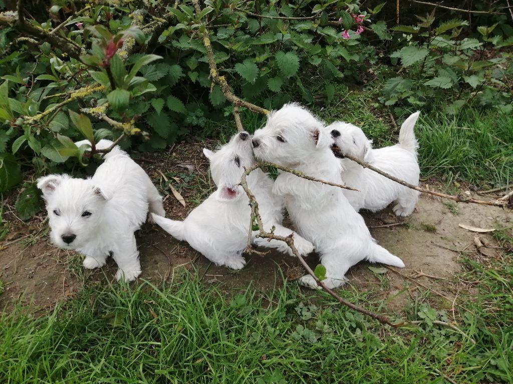 De La Vallée D'elleron - West Highland White Terrier - Portée née le 12/02/2021