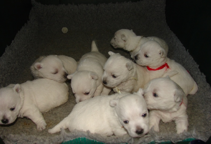 De La Vallée D'elleron - West Highland White Terrier - Portée née le 08/05/2012