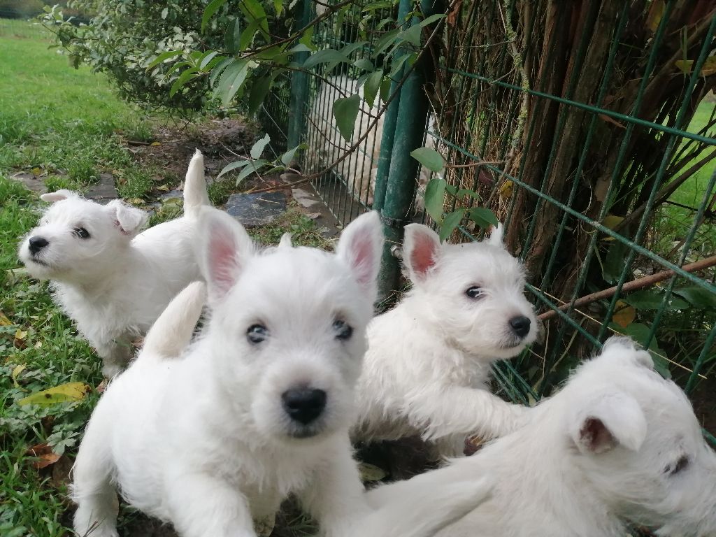 De La Vallée D'elleron - West Highland White Terrier - Portée née le 10/09/2020