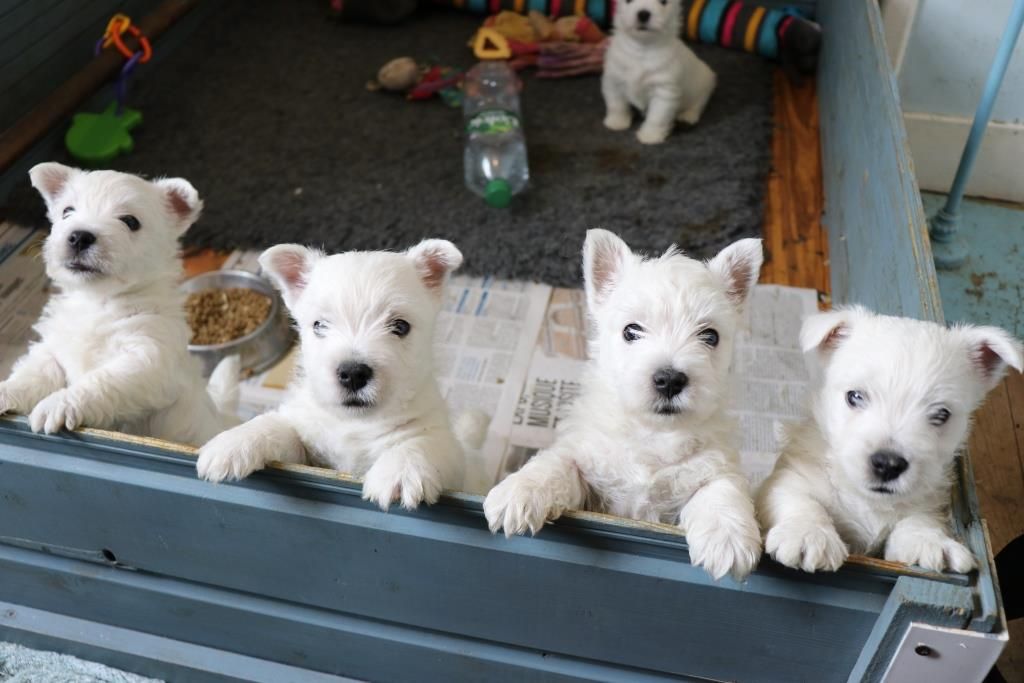De La Vallée D'elleron - West Highland White Terrier - Portée née le 25/12/2018