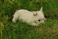 De La Vallée D'elleron - West Highland White Terrier - Portée née le 20/04/2014