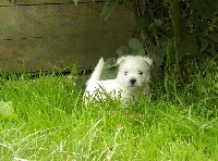 De La Vallée D'elleron - West Highland White Terrier - Portée née le 26/05/2015