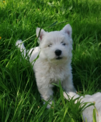 De La Vallée D'elleron - West Highland White Terrier - Portée née le 22/03/2023
