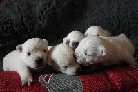 De La Vallée D'elleron - West Highland White Terrier - Portée née le 18/02/2018