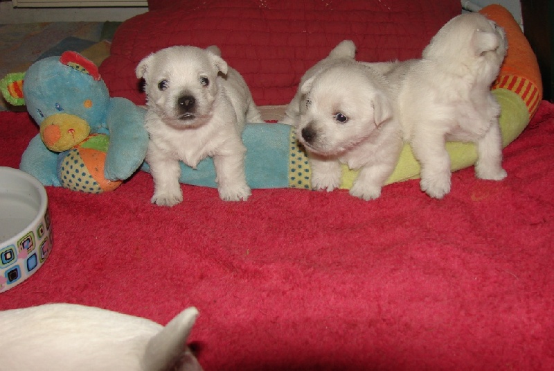 De La Vallée D'elleron - West Highland White Terrier - Portée née le 17/08/2012