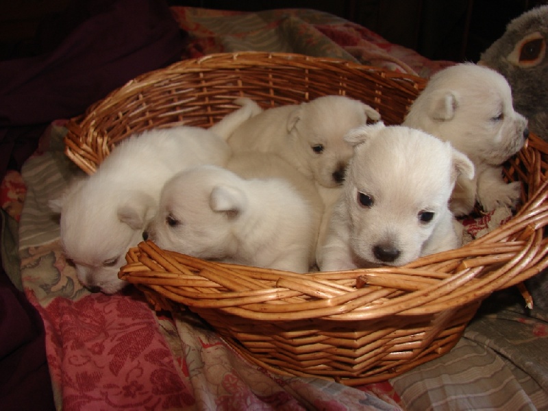 De La Vallée D'elleron - West Highland White Terrier - Portée née le 21/06/2013