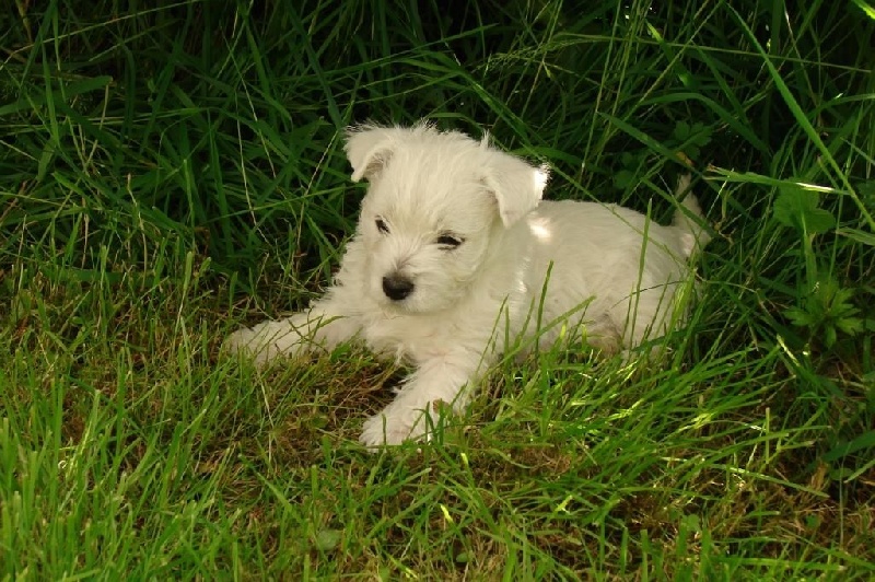 De La Vallée D'elleron - West Highland White Terrier - Portée née le 20/04/2014