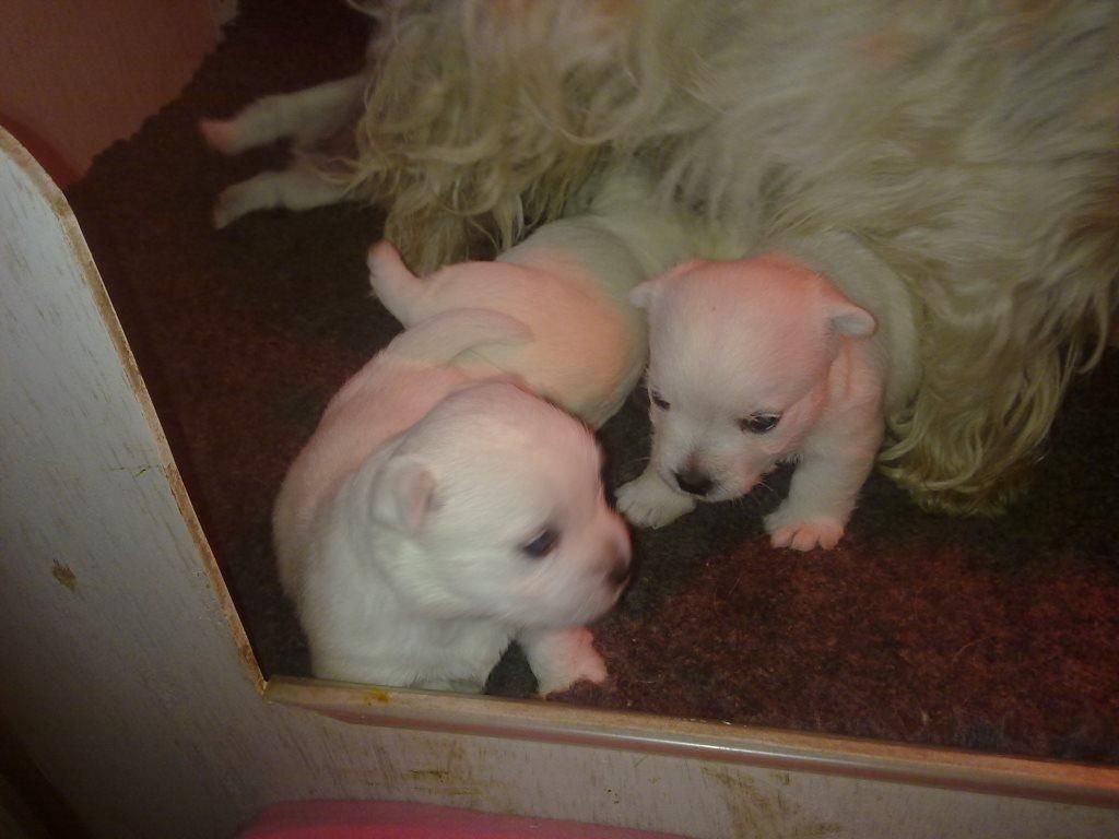 De La Vallée D'elleron - West Highland White Terrier - Portée née le 05/05/2019